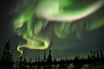 Nature, Trees, Night, Shining, Fir, Spruce, Northern Lights, Aurora Borealis HD wallpaper
