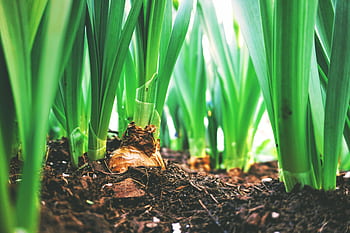 Close-up view of green onion plants thriving in rich soil, showcasing agricultural growth. HD wallpaper
