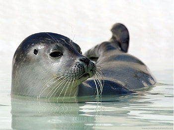Animal, a, anima HD wallpaper