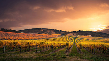 Vineyard Field Clouds HD wallpaper