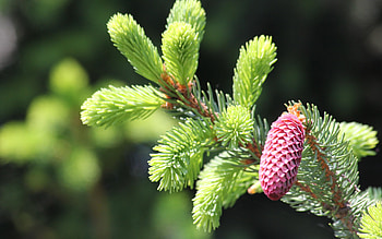 Plants, Cones, Fir-Trees HD wallpaper