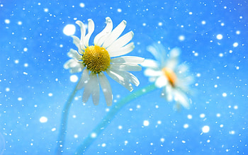 Daisy wheel under the snow, sky, nature, daisy, snow HD wallpaper