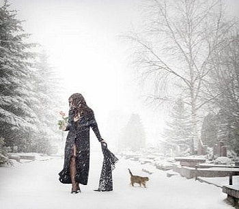 So Lonely in the snow, rose, love, snow, cat, lonely, missing HD wallpaper