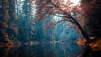 Merced River, Yosemite National Park, california, leaves, fall, autumn, trees, colors, usa HD wallpaper