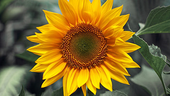 Plants, Sunflowers HD wallpaper
