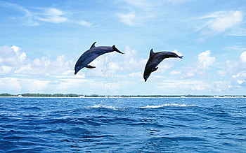 Animals, Dolfins, Sea, Waves, Couple, Pair, Bounce, Jump HD wallpaper