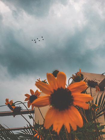Aesthetic flower, Nature, Sky HD phone wallpaper