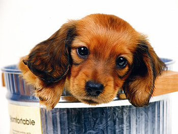 Puppy in a bucket, dog, animal, sweet, puppy HD wallpaper