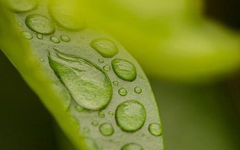 Drops, Macro, Sheet, Leaf, Dew HD wallpaper