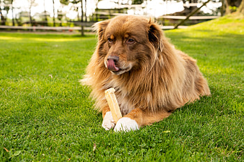 About us, Aidi dog, Breed information, Dog enthusiasts HD wallpaper