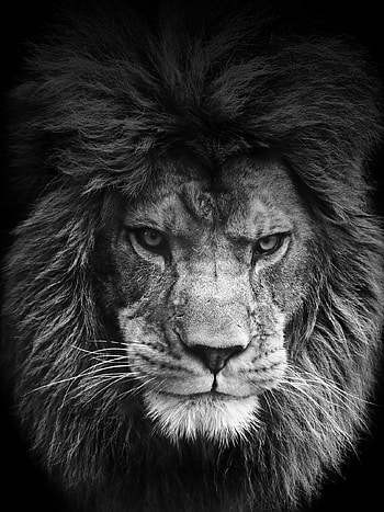 Diverse lion backgrounds, Unique lion perspectives HD phone wallpaper