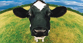 Cute Cow, animal, looking, bportrait, meadow, funny, head HD wallpaper
