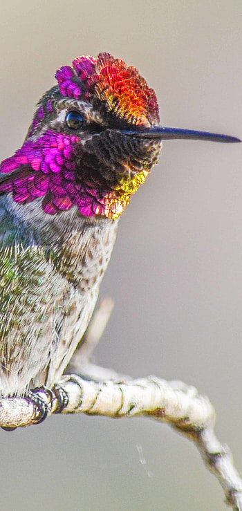 Animal hummingbird, Striking creature, Nature's gem, Graceful presence HD phone wallpaper