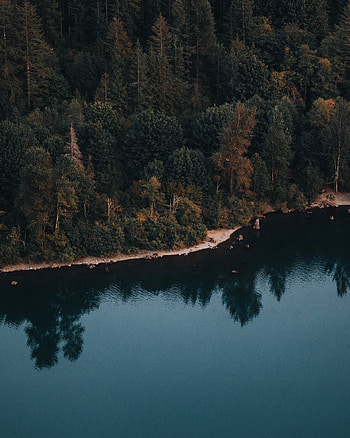 Lake, water, reflections, tree, nature HD phone wallpaper