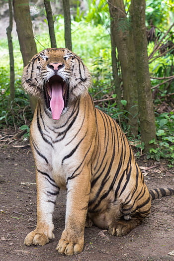 Bengal tiger yawning in a lush forest setting showcasing its powerful jaws and stripes. HD phone wallpaper