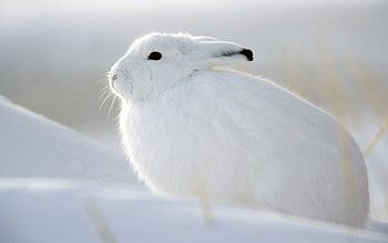 Animals, Rodents HD wallpaper