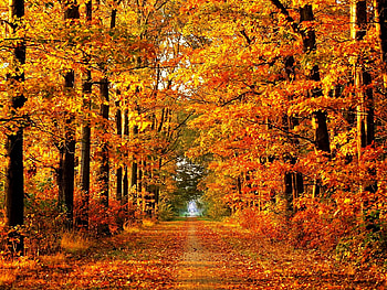 Autumn forest, Road, Foliage, Autumn, Trees HD wallpaper