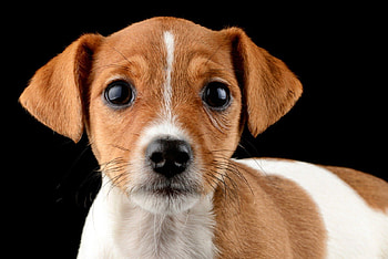 Dog, sweet, pay, dogs, puppies, cute, beautiful, beauty, playful, playful dog, puppy, dog face, pretty, animals, face, bubbles, lovely HD wallpaper
