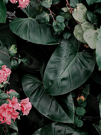 Flowers, Leaves, Plant, Inflorescences, Inflorescence, Exotic, Glossy HD phone wallpaper