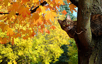 Animals, Cats HD wallpaper