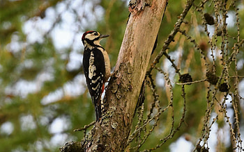 Woodpecker, Latvia, bird, tree HD wallpaper