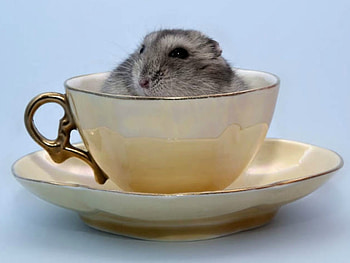 CUTE HAMSTER, HAMPSTER, CUTE, , CUP HD wallpaper