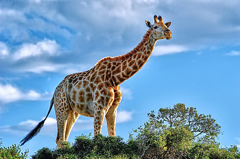 Giraffe, giraffe, animals HD wallpaper