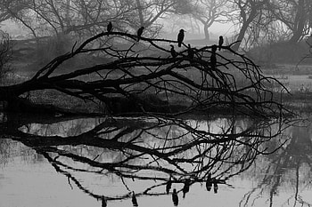 Nature, Reflection, Bird, Wood, Tree, Bw, Chb HD wallpaper