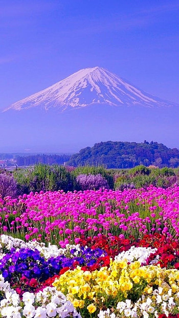 Flowers , Flowers, Valley HD phone wallpaper