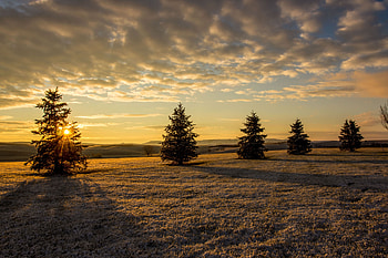 Nature, Trees, Sunset, Grass, Sky, Ate HD wallpaper