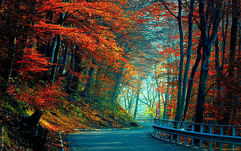 Nature, Trees, Autumn, Leaves, Road HD wallpaper