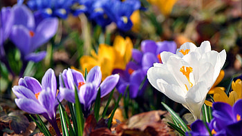 Flowers, Snowdrops, Plant, Bloom, Flowering HD wallpaper