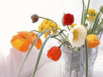 Ikebana Poppy, poppies, flowers, wire holder HD wallpaper