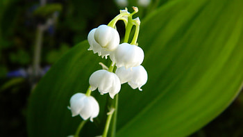 Lily of the valley, bellflower, white HD wallpaper