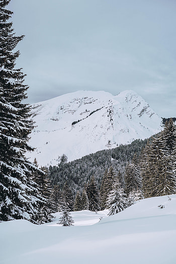 Nature, Trees, Mountains, Snow, Fir, Spruce HD phone wallpaper