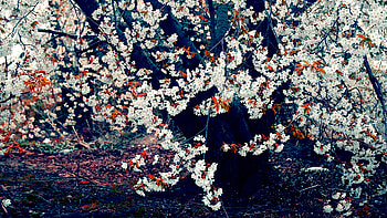 blooming tree, trees, nature HD wallpaper