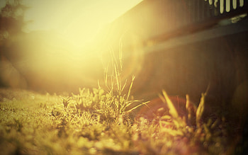 Grass, Macro, Shine, Light, Bright, Sunny, Solar HD wallpaper