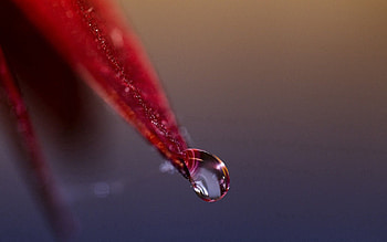 Background, Macro, Leaf, Sheet, Drop, Dew HD wallpaper