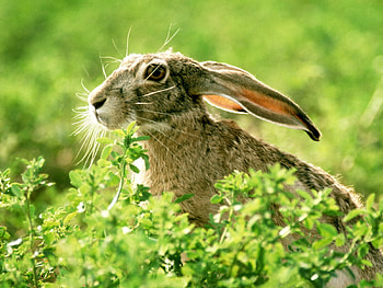 Is it spring yet?!, bunny, plants, field, eyes, ears, spring, rabbit HD wallpaper