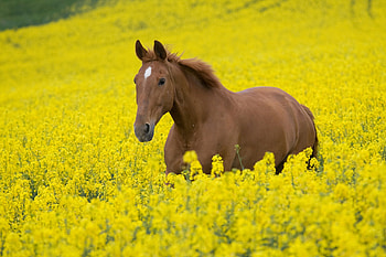 Animals, Landscape, Nature, Flowers, Field, Stroll, Horse HD wallpaper