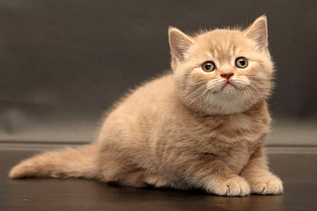 Animals, Kitty, Kitten, Nice, Sweetheart, Briton HD wallpaper