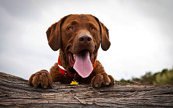 Animals, Dog, Muzzle, Rest, Relaxation, Tongue, Language HD wallpaper