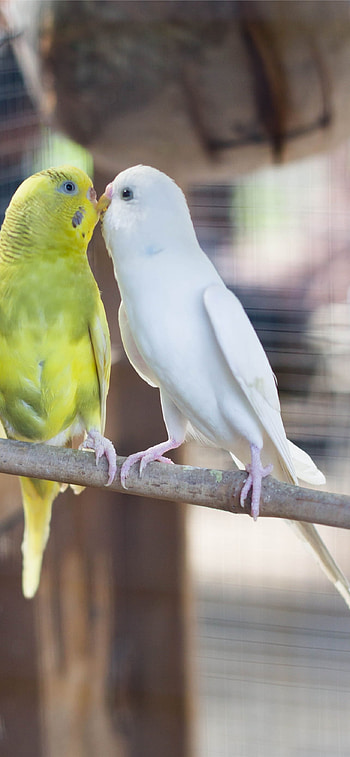 Best lovebirds HD phone wallpaper