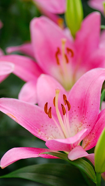 Pink Lily, Adorable Aesthetic HD phone wallpaper