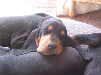Elvis in Deep Sleep, dog, black, sleeping, nose, lying, animals, tan, ears, down, mouth HD wallpaper