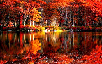 Fall Foliage . HD wallpaper