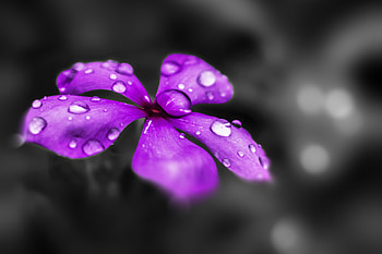 Water drops, Catharanthus roseus, purple flower, blur, close up HD wallpaper