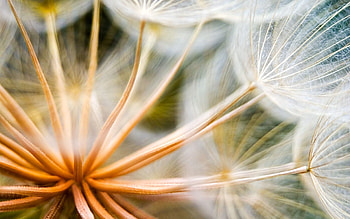 Plant, Macro, Dandelion, Seeds, Seed HD wallpaper