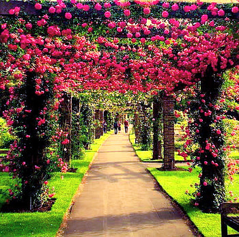 Ruby road, summer, roses, red, trees, vines, road, grass HD wallpaper
