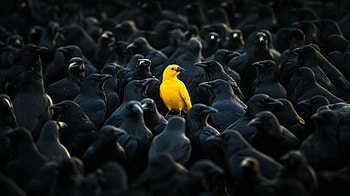 The Yellow Canary Among Ravens, birds, artist, artwork, digital-art HD wallpaper